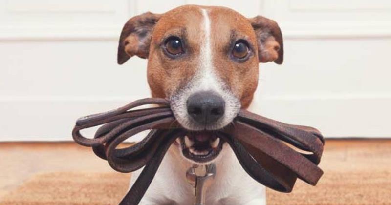 una assicurazione per portare a spasso il cane tranquilli